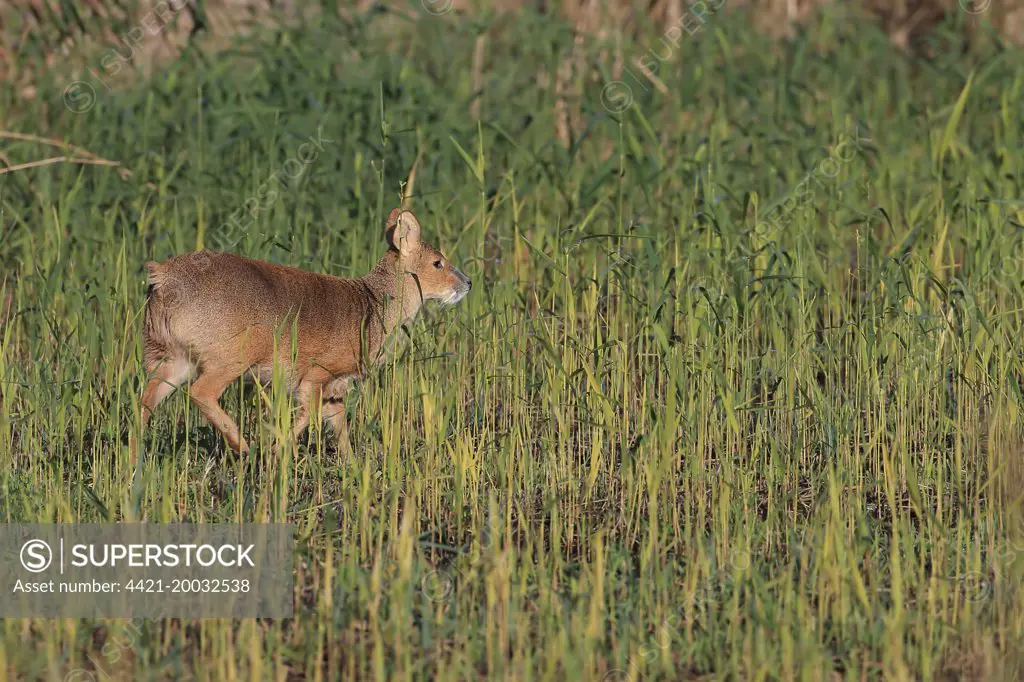 Chinese Water Deer (Hydropotes inermis) introduced species, adult male, walking in reedbed, Norfolk, England, November