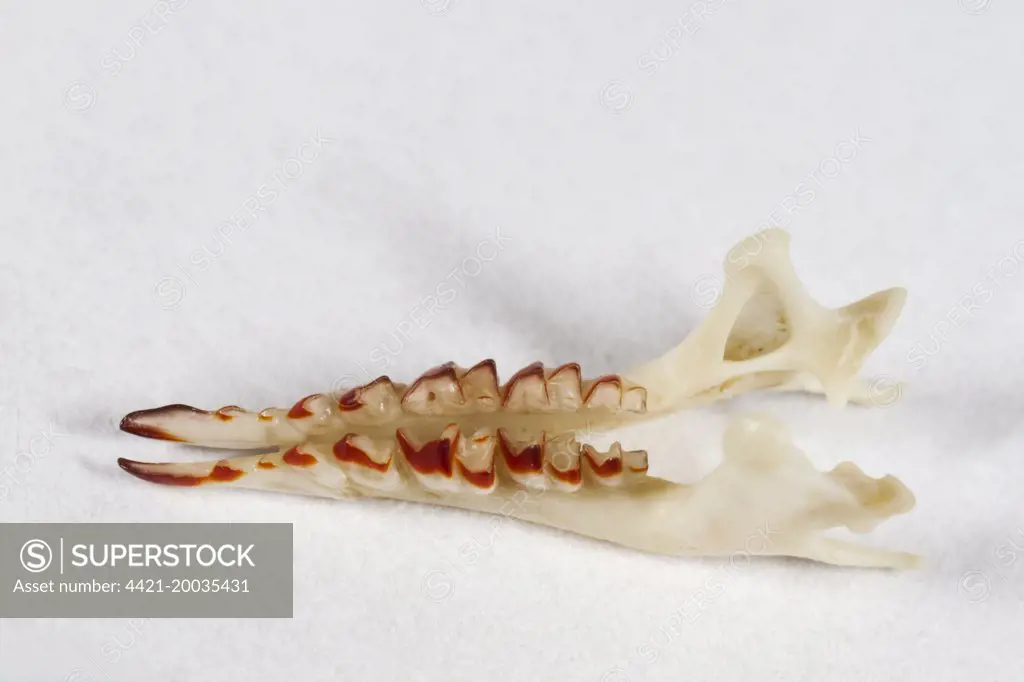 Common Shrew (Sorex araneus) jaw