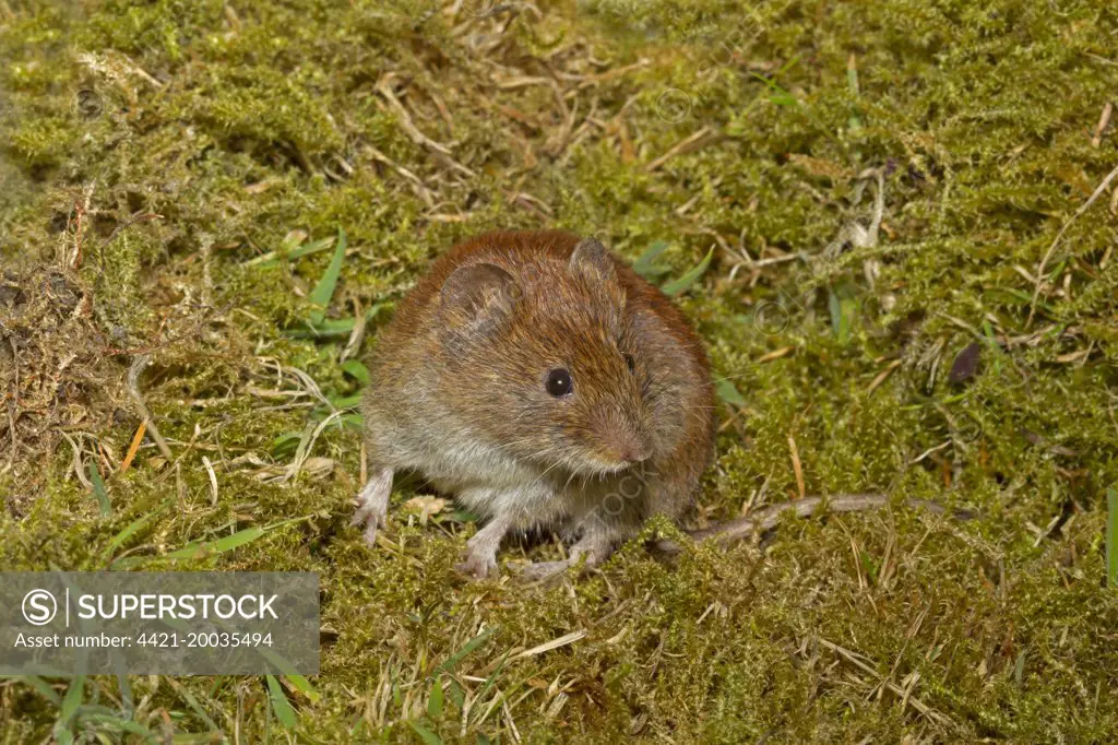 Bank Vole (Myodes glareolus) adult female, standing on moss, Norfolk, England, July (controlled)
