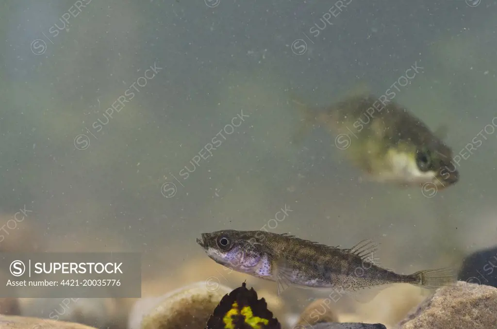 Nine-spined Stickleback (Pungitius pungitius) adult, swimming over gravel, with Three-spined Stickleback (Gasterosteus aculeatus) in background, England, August (controlled)