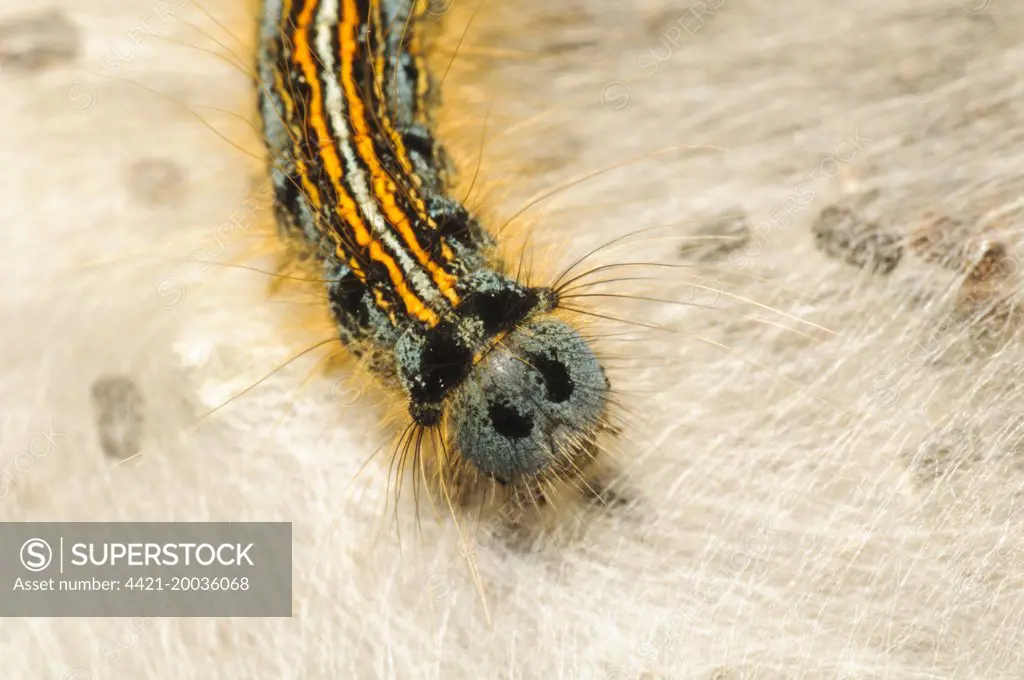 Lackey Moth (Malacosoma neustria) caterpillar, on silken tent, St. David's Head, Pembrokeshire, Wales, May