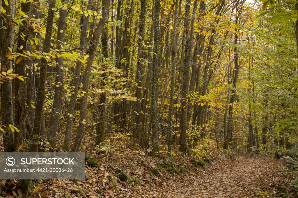 Sweet Chestnut (Castanea sativa) coppiced forest habitat with pathway, Foret de Compagne, Dordogne, France, November