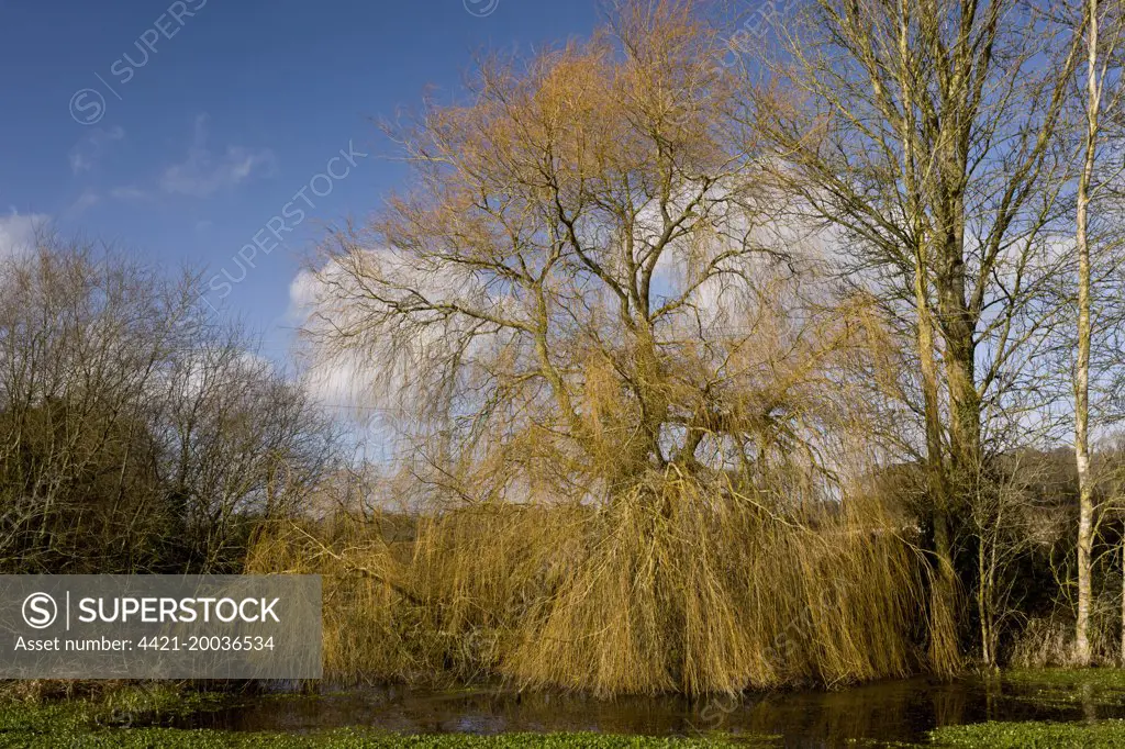 Weeping Willow (Salix babylonica) introduced species, habit, bare tree in winter, Turnerspuddle, Dorset, England, January