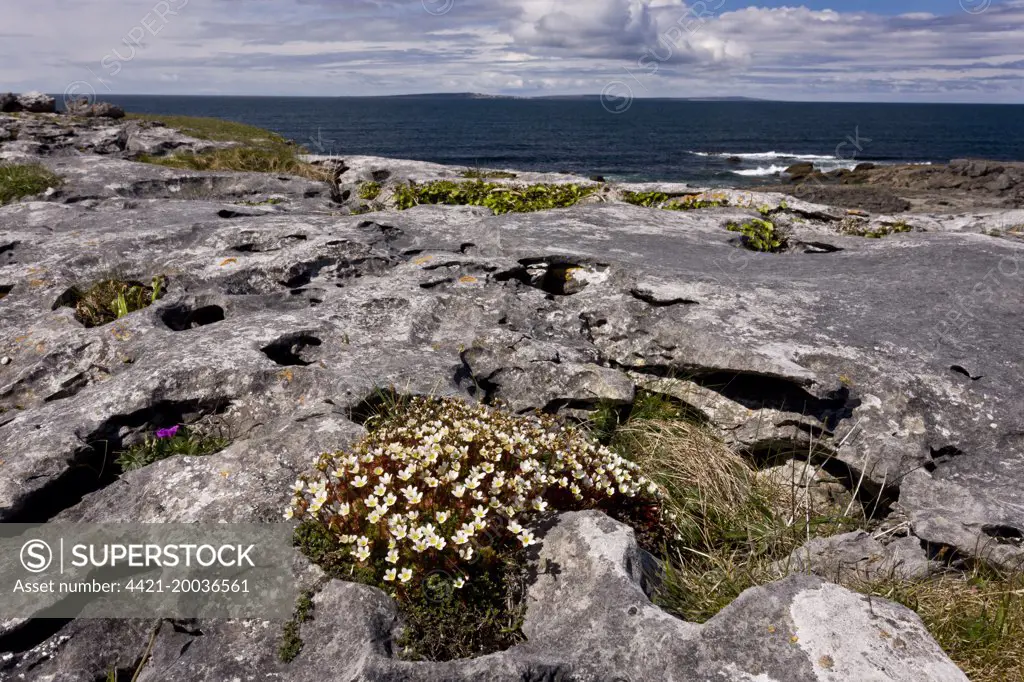 Irish Saxifrage (Saxifraga rosacea) flowering, growing on coastal limestone pavement habitat, Poulsallagh, The Burren, County Clare, Ireland, May