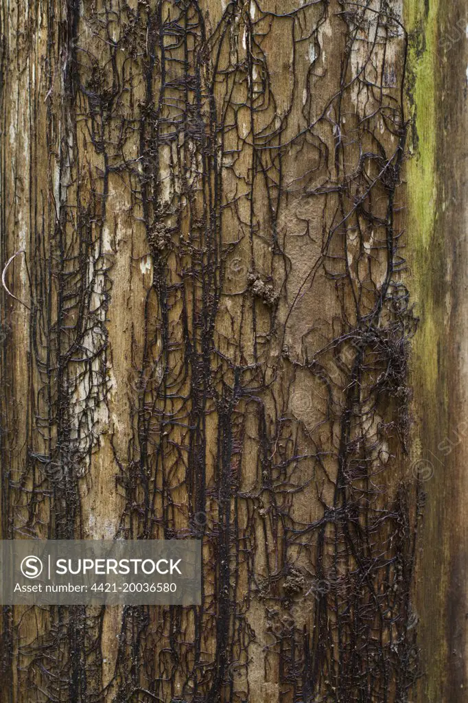 Honey Fungus (Armillaria mellea) rhizomorphs or 'bootlaces' where bark has fallen from trunk of dead tree, Powys, Wales, May