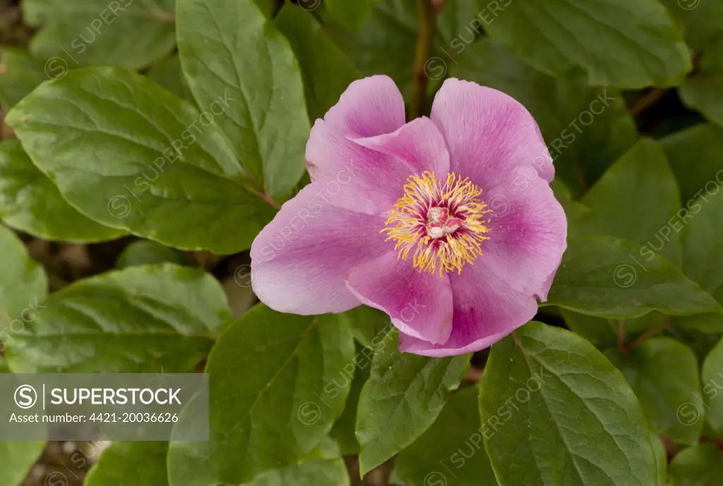 Paeony (Paeonia morisii) close-up of flower, Sardinia, Italy, April