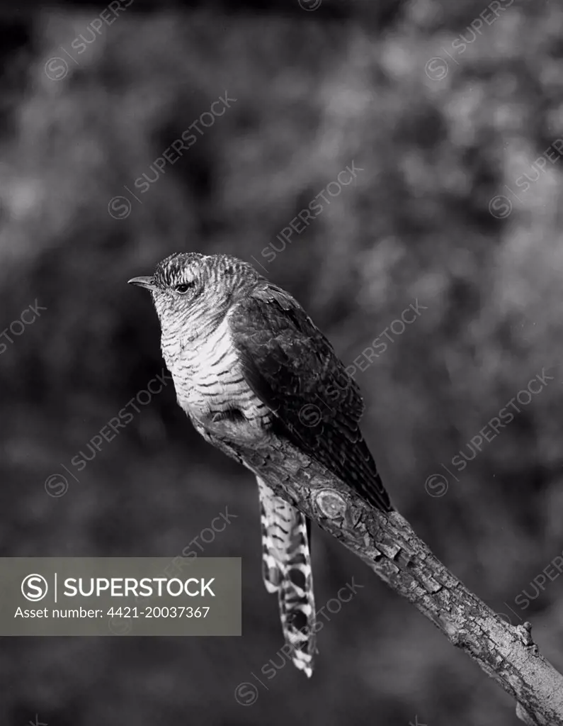 Cuckoo - Ditchling East Sussex.Taken in 1950 by Eric Hosking.