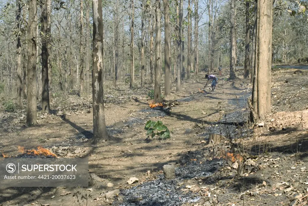 Workers putting burning fireline to avoid forest fire during summer season, Wynad Forest, Wayanad District, Western Ghats, Kerala, India, February