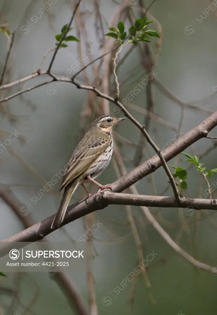 Olive-backed Pipit (Anthus hodgsoni) adult, perched on branch, Beijing, China, may