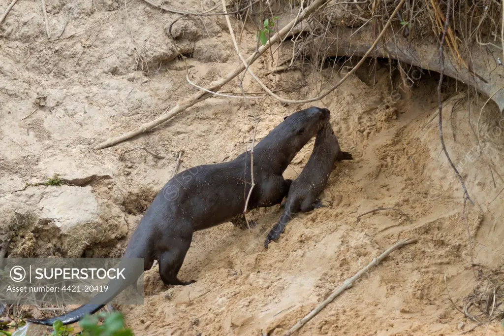 Giant Otter (Pteronura brasiliensis) adult, carrying young to den in riverbank, Paraguay River, Pantanal, Mato Grosso, Brazil