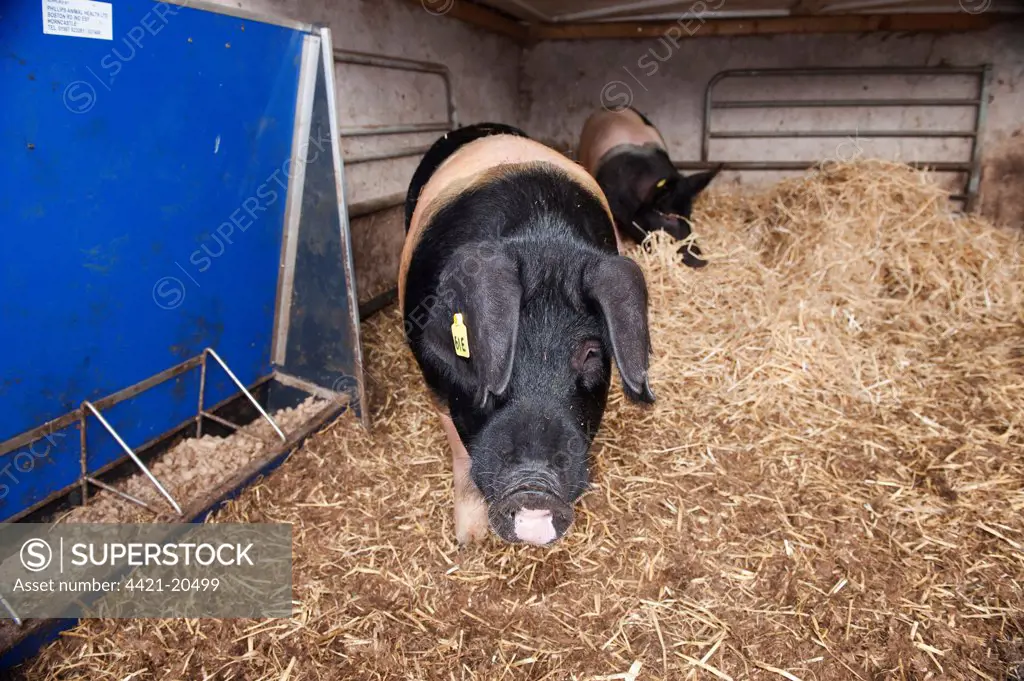 Domestic Pig, British Saddleback and Hampshire (with prick ears) boars, on straw bedding in shed, Cumbria, England, july