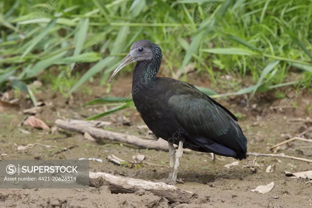 Green Ibis (Mesembrinibis cayennensis) adult, standing on mud, Cano Negro, Costa Rica, March