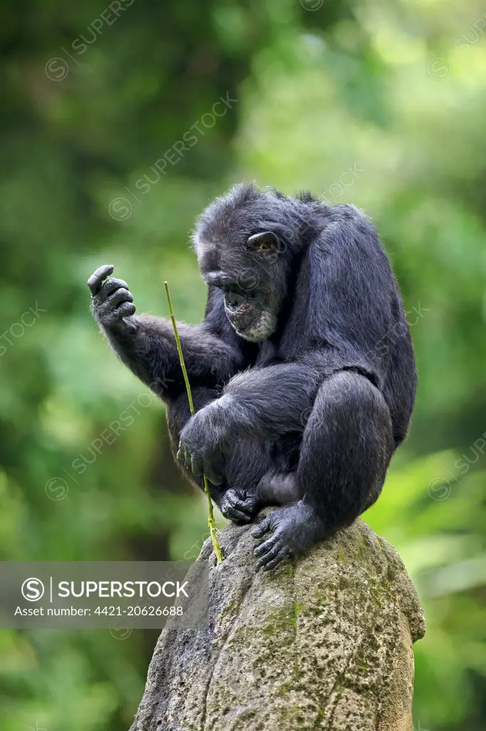 Central Chimpanzee (Pan troglodytes troglodytes) adult, drinking, using stem as tool to soak up water from hole in rock (captive)