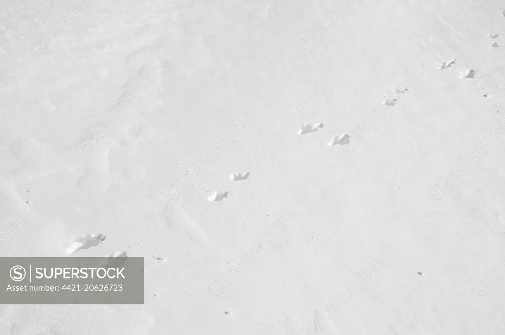 Mountain Hare (Lepus timidus) footprints with back feet together and smaller front feet offset, crossing snow on flanks of mountain, Cairn Gorm, Cairngorms N.P., Inverness-shire, Highlands, Scotland, March