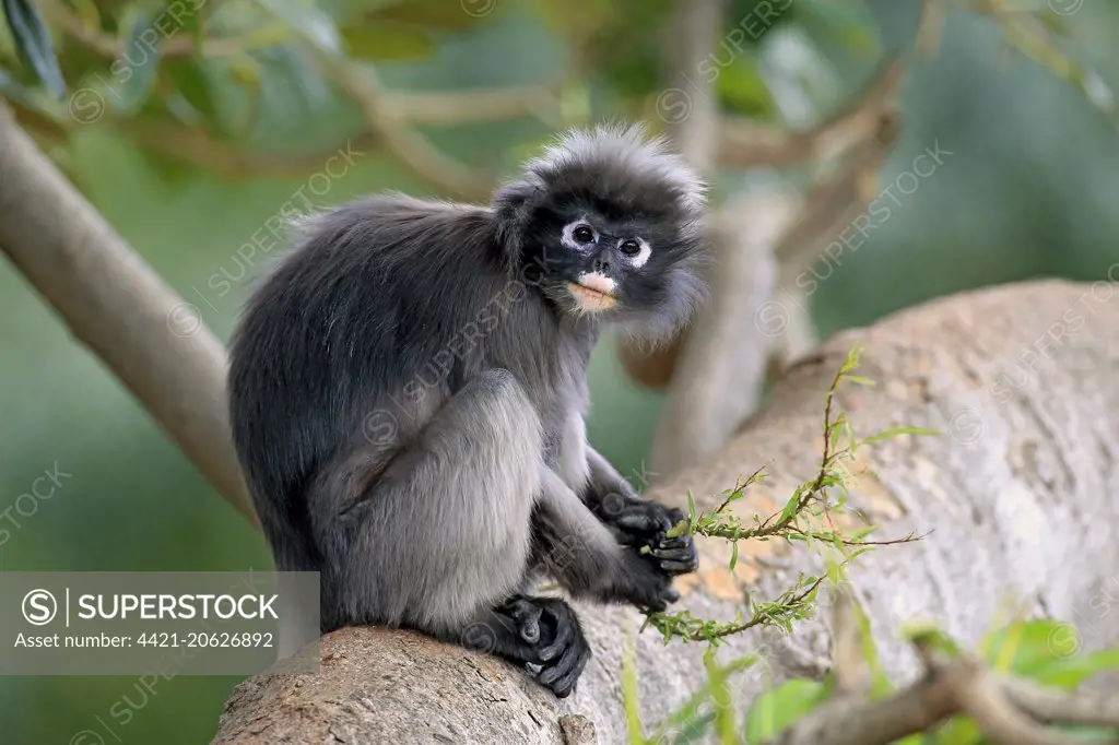 Dusky Leaf Monkey (Trachypithecus obscurus) adult, feeding on leaves,  sitting on branch (captive) - SuperStock