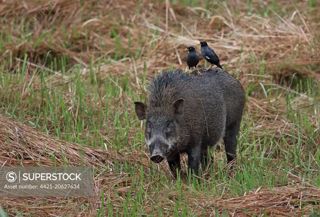 Javan Myna (Acridotheres javanicus) two adults, foraging for parasites on back of Wild Boar (Sus scrofa vittatus) adult, Taman Negara N.P., Titiwangsa Mountains, Malay Peninsula, Malaysia, February