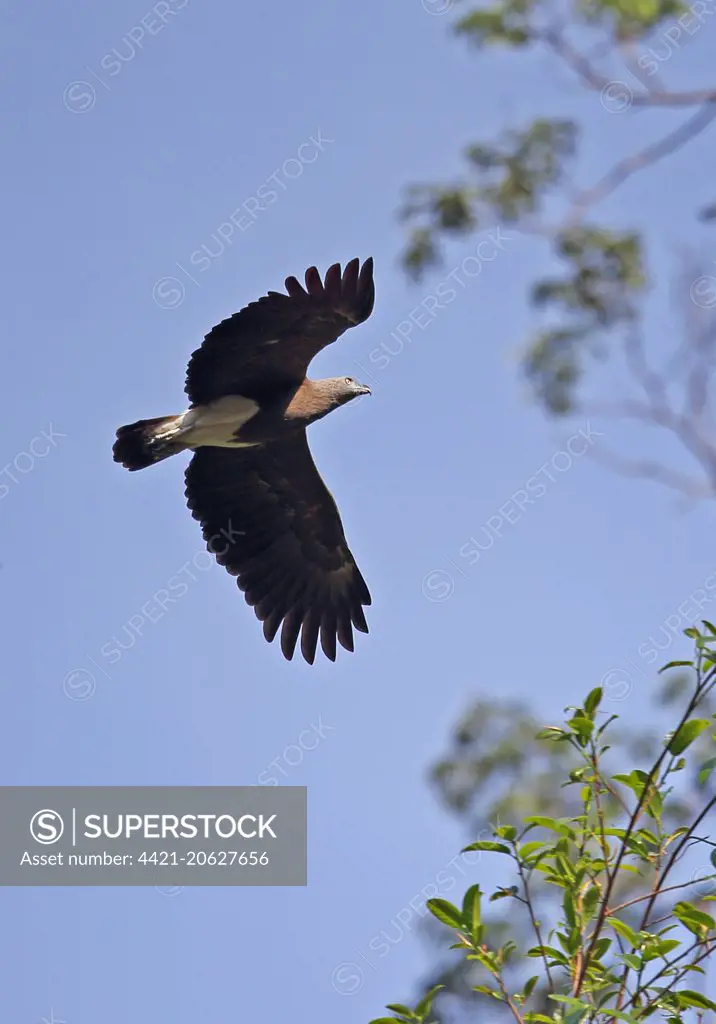 Lesser Fish-eagle (Ichthyophaga humilis humilis) adult, in flight, Taman Negara N.P., Titiwangsa Mountains, Malay Peninsula, Malaysia, February