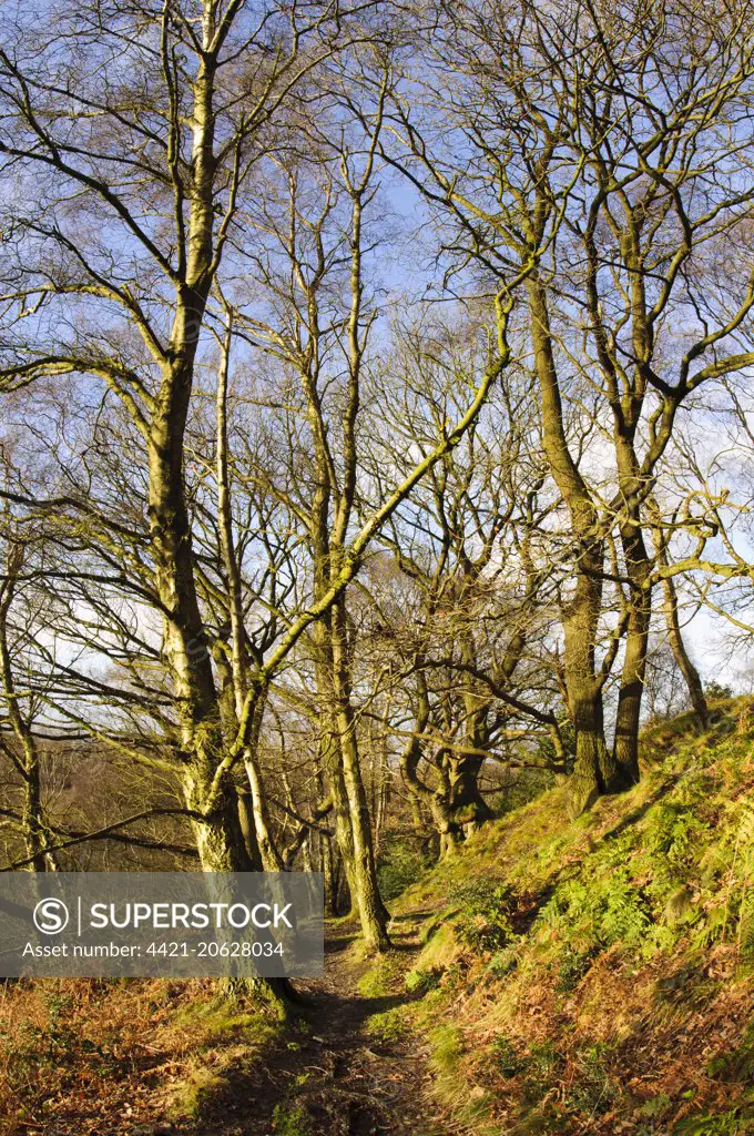 Path through bare trees in deciduous woodland habitat on sunny day, Garbutt Wood Nature Reserve, North York Moors N.P., North Yorkshire, England, December