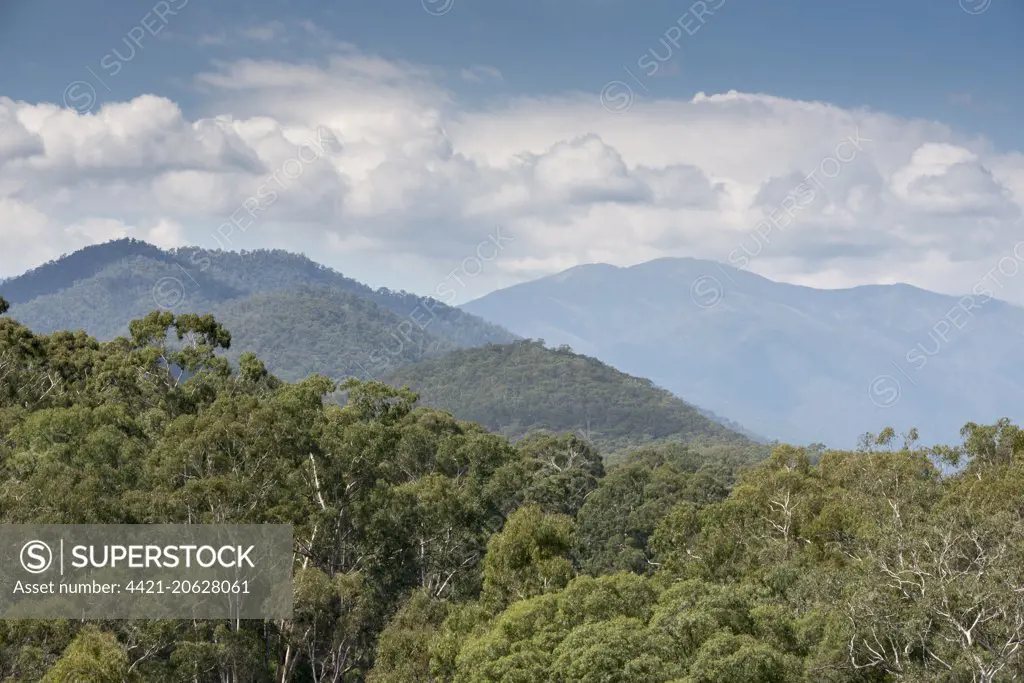 Gum-top Stringybark (Eucalyptus delegatensis) forest habitat, Alpine N.P., Great Dividing Range, Victoria, Australia, February