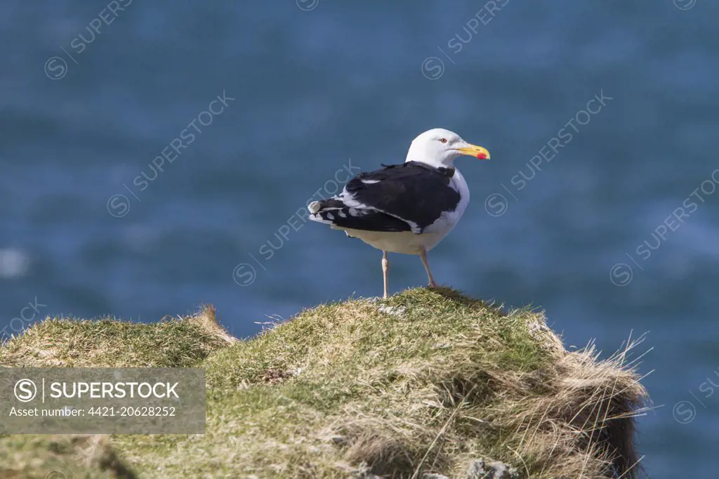 Greater Black backed Gull