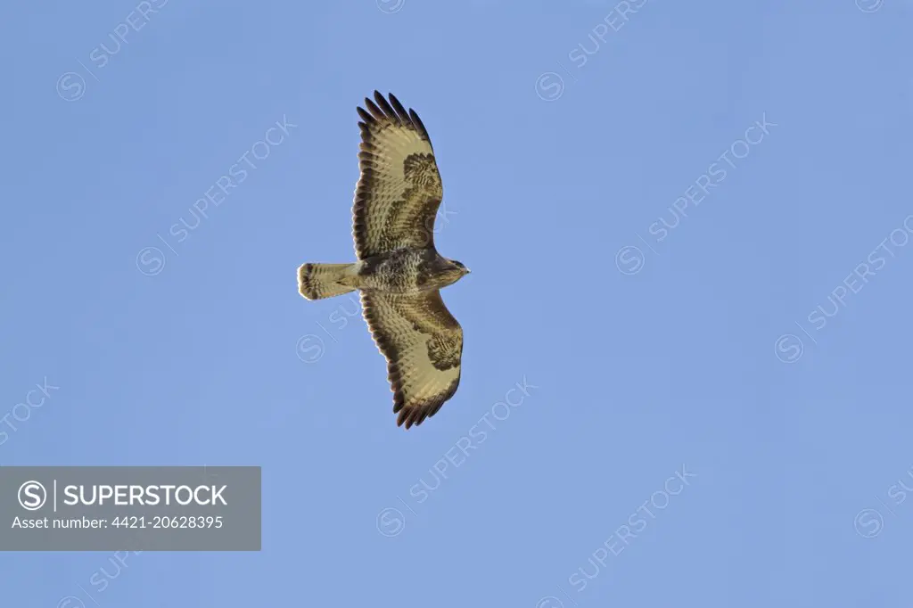 Common Buzzard (Buteo buteo) adult, in flight, Cley Marshes Reserve, Cley-next-the-sea, Norfolk, England, April