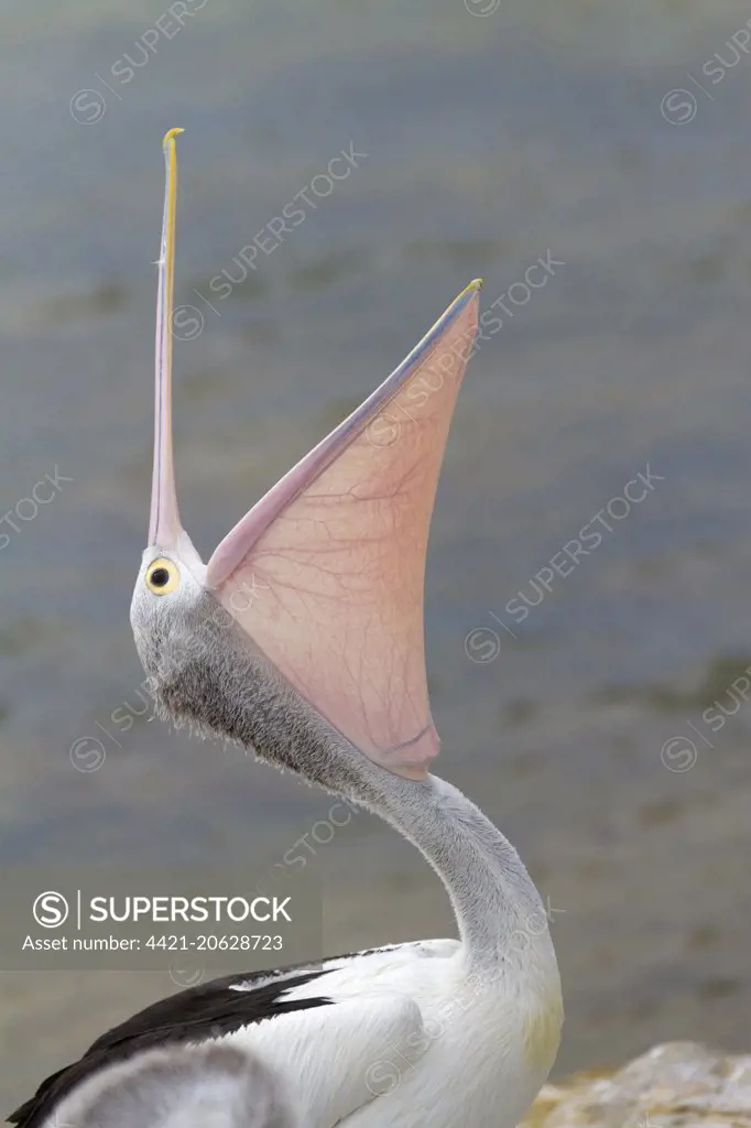 Australian Pelican (Pelecanus conspicillatus) adult, non-breeding plumage, close-up of head and neck, with beak open, Kangaroo Island, South Australia, Australia, February