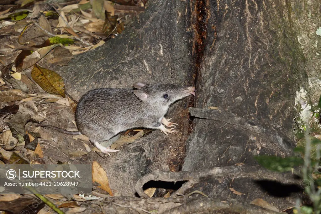 Long-nosed Bandicoot (Perameles nasuta) adult, with parasitic ticks on ears, feeding on tree sap in forest at night, Atherton Tableland, Great Dividing Range, Queensland, Australia, October