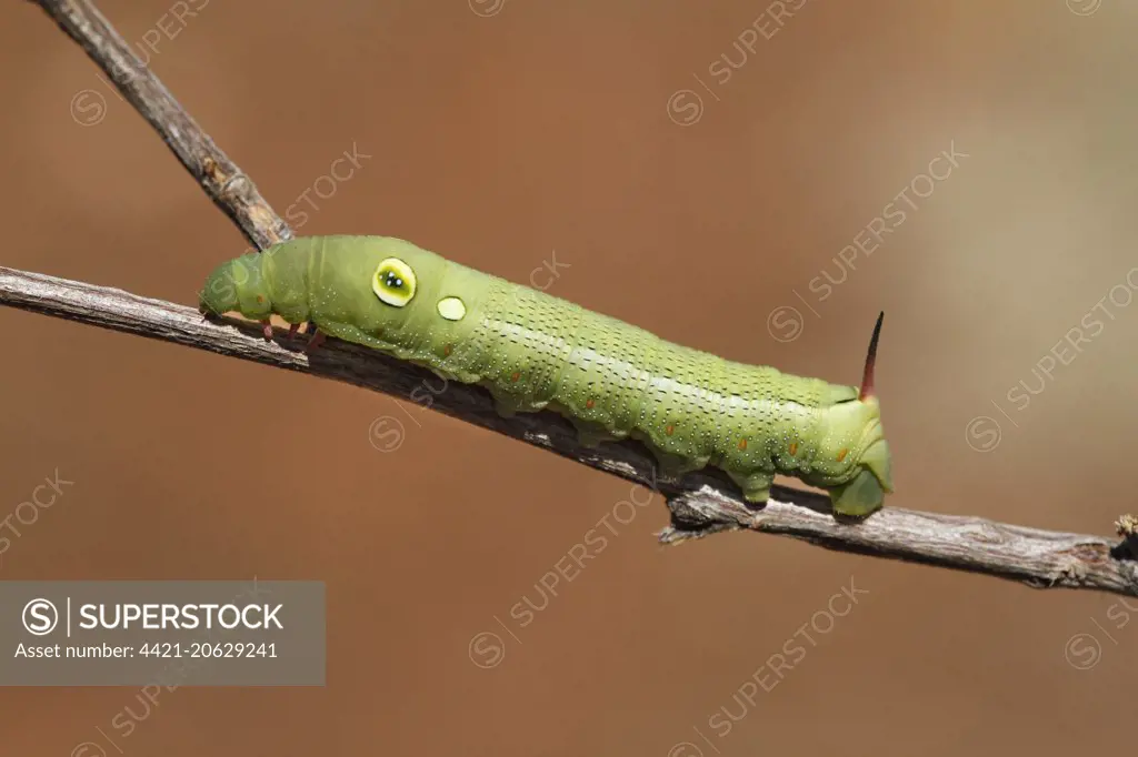 Silver-striped Hawkmoth (Hippotion celerio) caterpillar, green form, on twig, The Olgas, Uluru-Kata Tjuta N.P., Red Centre, Northern Territory, Australia, September