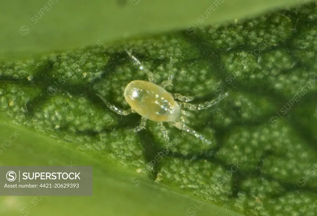 Phytoseiid mite (Phytoseiidae) on the underside of a sycamore leaf 