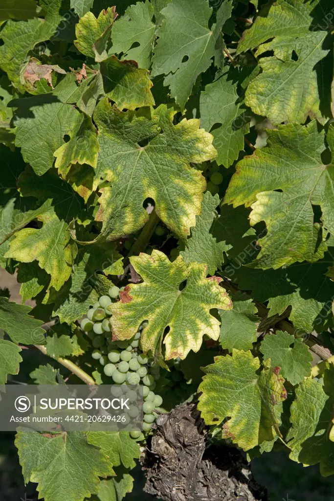 Symptoms of magnesium deficiency on grapevines in fruit in gironde, France, August