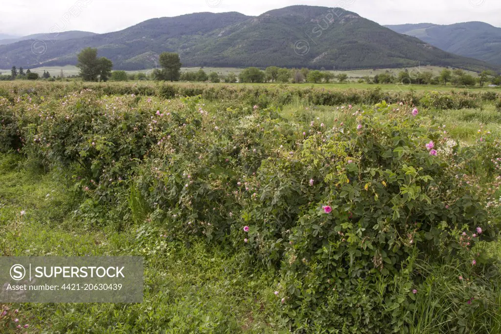 Cultivation of Roses in Rose valley Bulgaria. Rose oil is used in the perfumery industry.