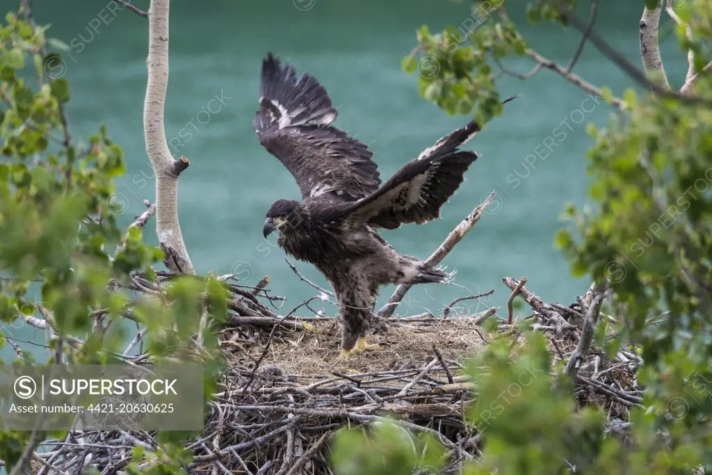 Bald Eagle (Haliaeetus leucocephalus) chick, exercising wings at nest in tree, Yukon River, Yukon, Canada, July