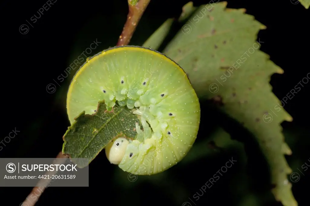 Large Birch Sawfly (Cimbex femoratus) larva, feeding on birch leaf, Norfolk, England, July