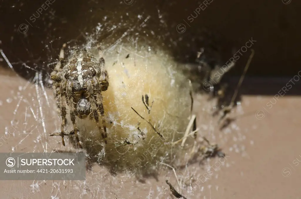 Garden Orb Spider (Araneus diadematus) adult female, resting beside egg sac, England, October