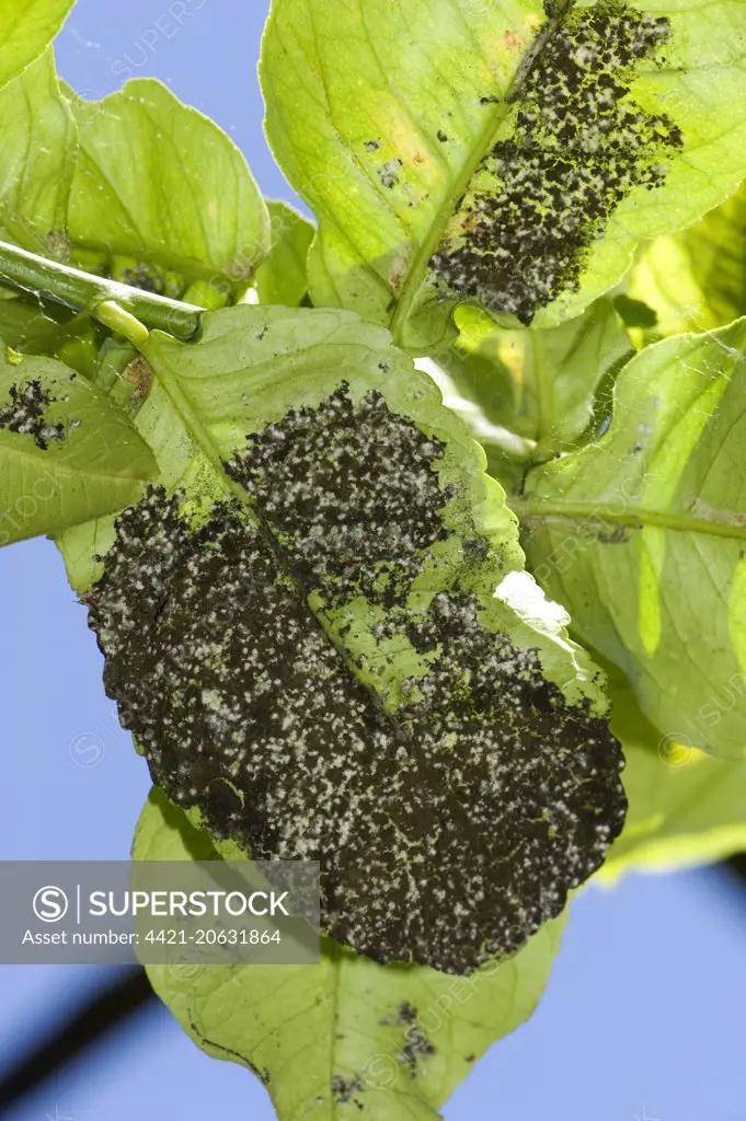 Woolly whitefly, Aleurothrixus floccosus, with sooty mould on the honeydew on the underside of a lemon leaf of a tree in fruit, Sorrento, Bay of Naples, Italy