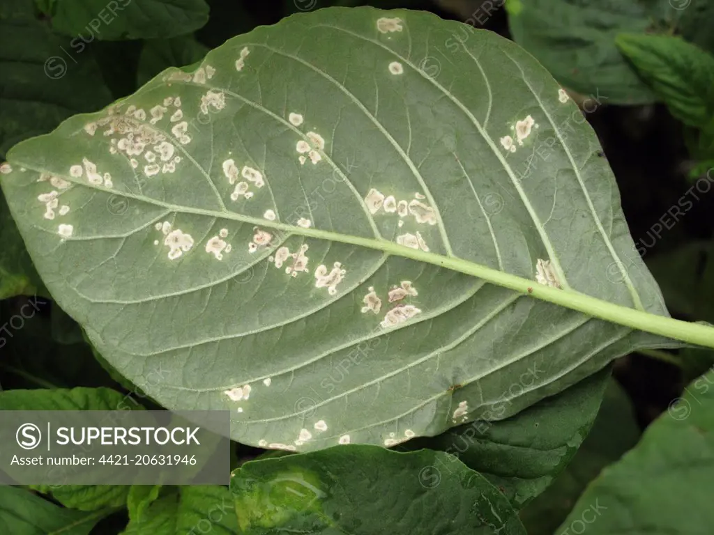 White rust, Albugo bliti, blisters on the upper surface of amaranth or pigweed leaves, Amaranthus retroflexus,