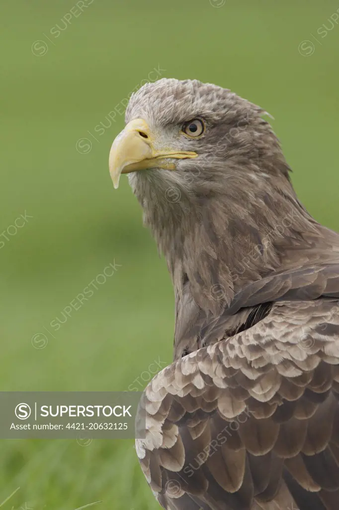 White-tailed Eagle (Haliaeetus albicilla) adult female, close-up of head and breast, North Yorkshire, England, October (captive)