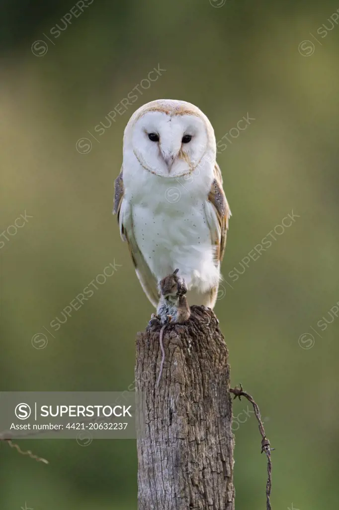 Barn Owl (Tyto alba) adult, with Wood Mouse (Apodemus sylvaticus) prey in talons, perched on fencepost, September (captive)