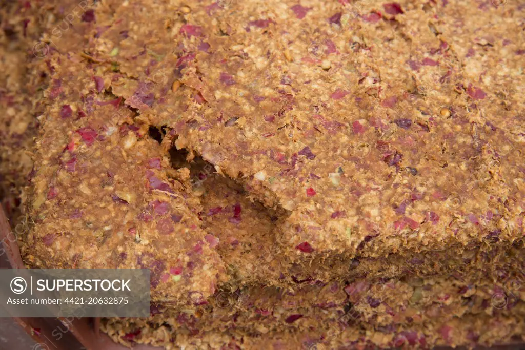 Cultivated Apple (Malus domestica) 'cake', left over from cider apple pressing at Benedictine monastery, Ampleforth Abbey, Ampleforth, North Yorkshire, England, September