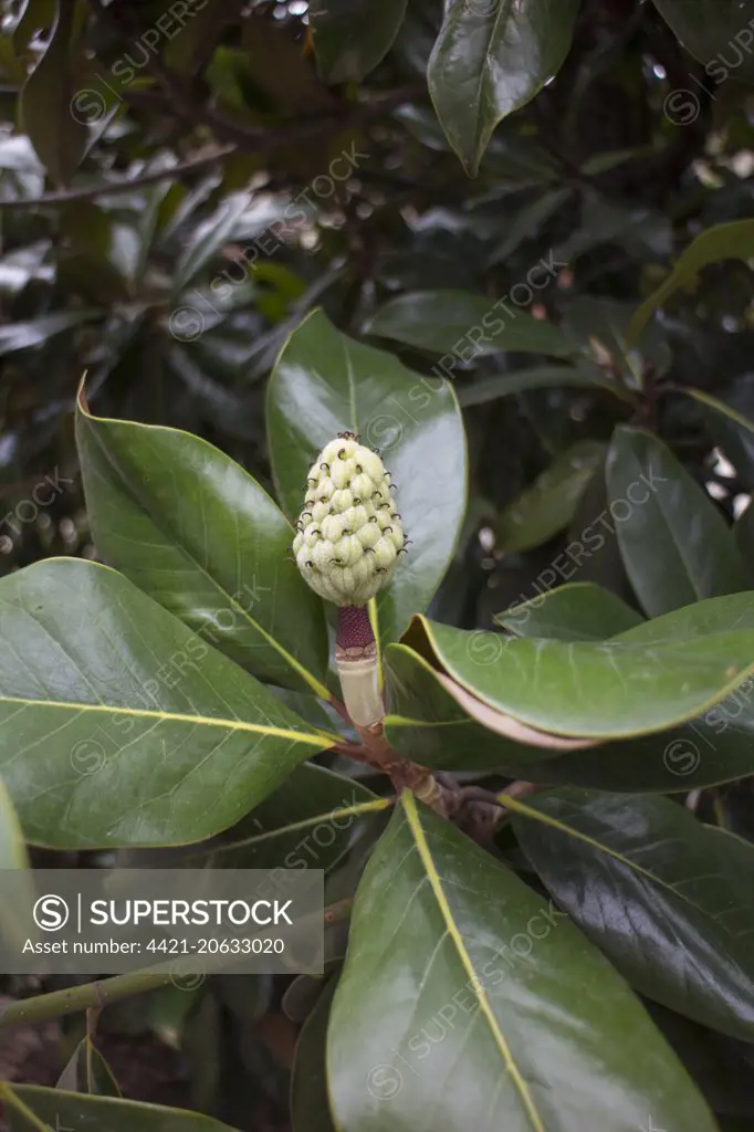 Evergreen or southern Magnolia leaf and young fruit