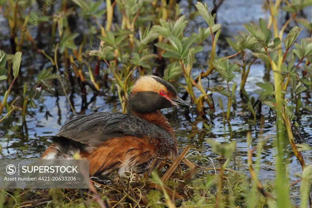 Slavonian Grebe (Podiceps auritus) adult, breeding plumage, sitting on nest, Lake Myvatn, Iceland, June