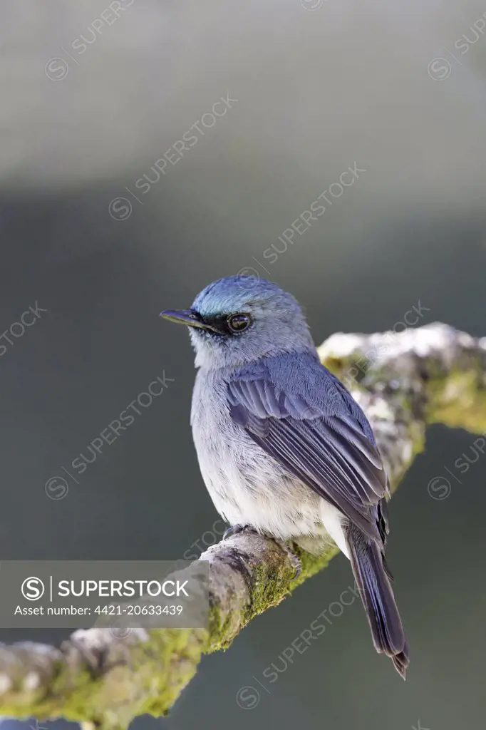 Dull-blue Flycatcher (Eumyias sordida) adult, perched on twig, Horton Plains N.P., Sri Lanka, February