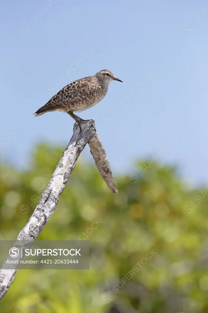 Tuamotu Sandpiper (Prosobonia parvirostris) adult, standing on branch, Morane Island, Tuamotu Islands, French Polynesia, November