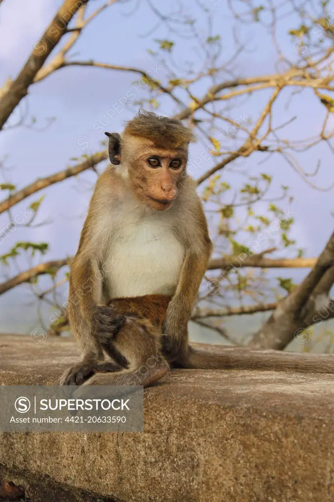 Toque Macaque (Macaca sinica sinica) immature, sitting on wall, Sigiriya Rock Fortress, Sri Lanka, February