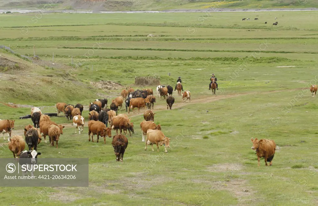 Cattle farming, herding dairy cows on horseback, Svarfaoardalur, Dalvikurbyggo, Iceland, June 