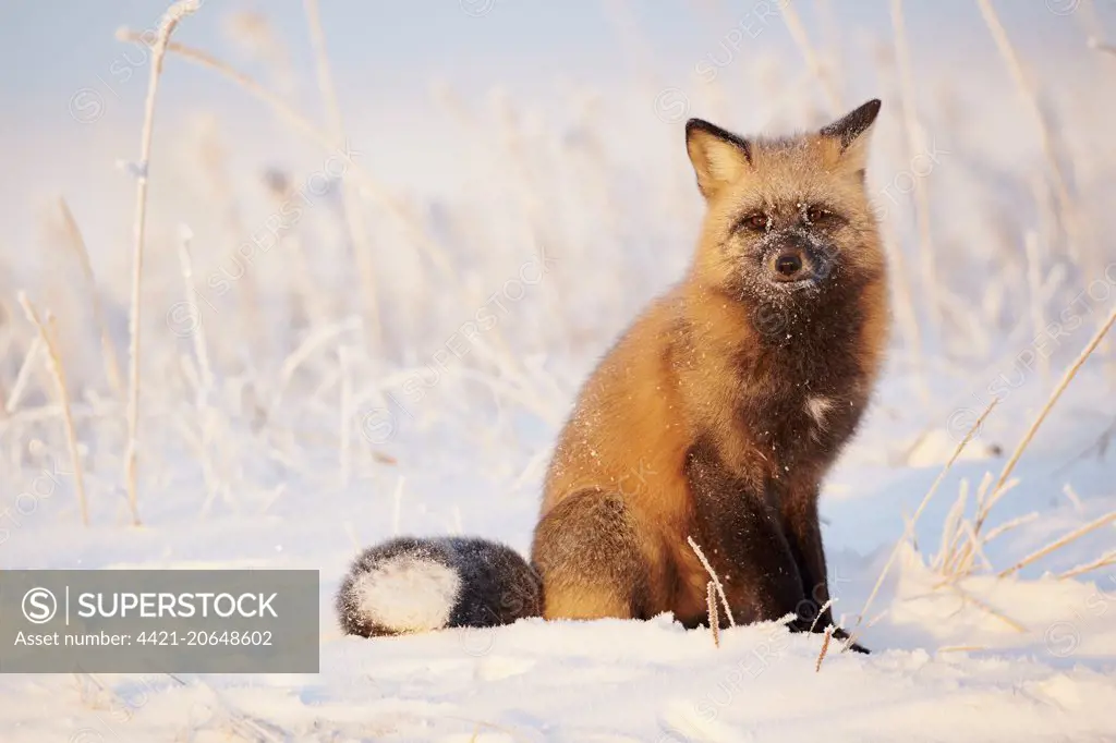 Loon Peak® Winter Watcher Red Fox Sitting In Snow Pictures For