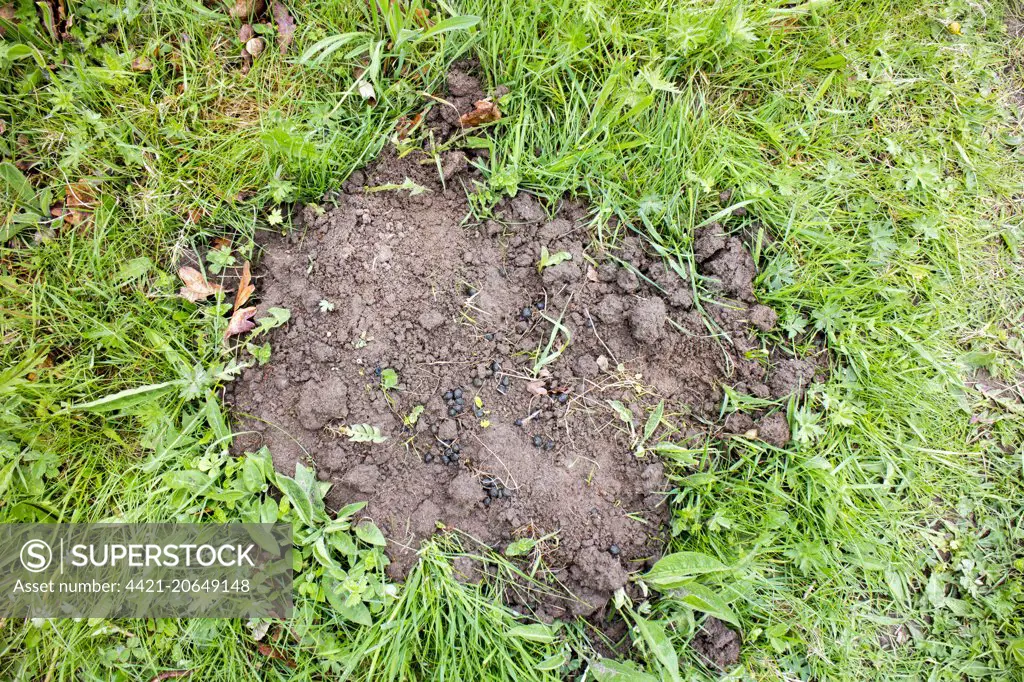 Rabbit droppings on mole hill territory marking