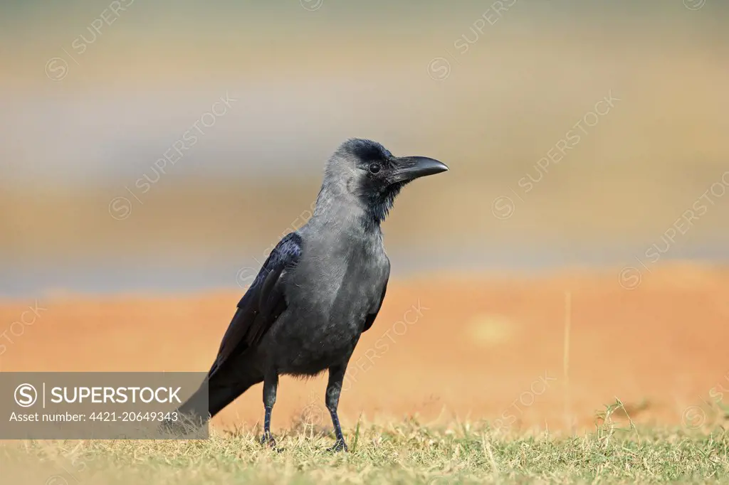 House Crow (Corvus splendens) adult, standing on grass, Sri Lanka, February