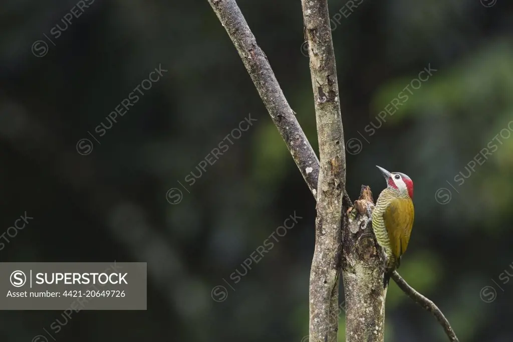 Golden-olive Woodpecker (Colaptes rubiginosus trinitatis) adult male, clinging to tree snag, Trinidad, Trinidad and Tobago, November