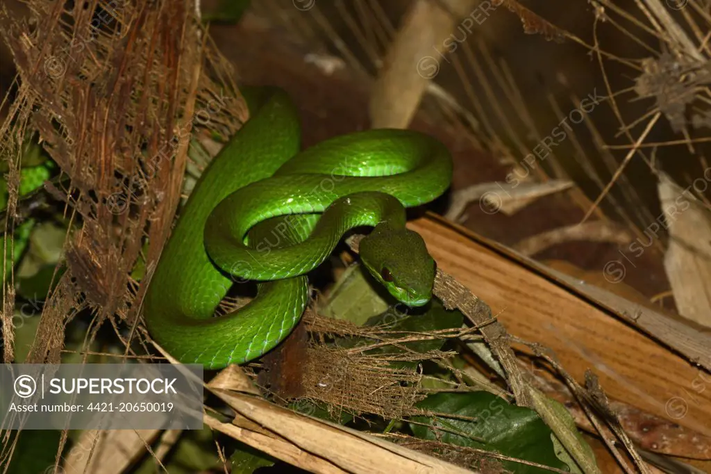 Indonesian Pit Viper Photos and Images & Pictures